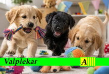 Valplekar