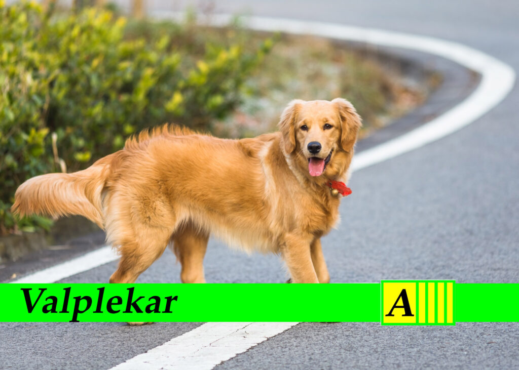 Valplekar