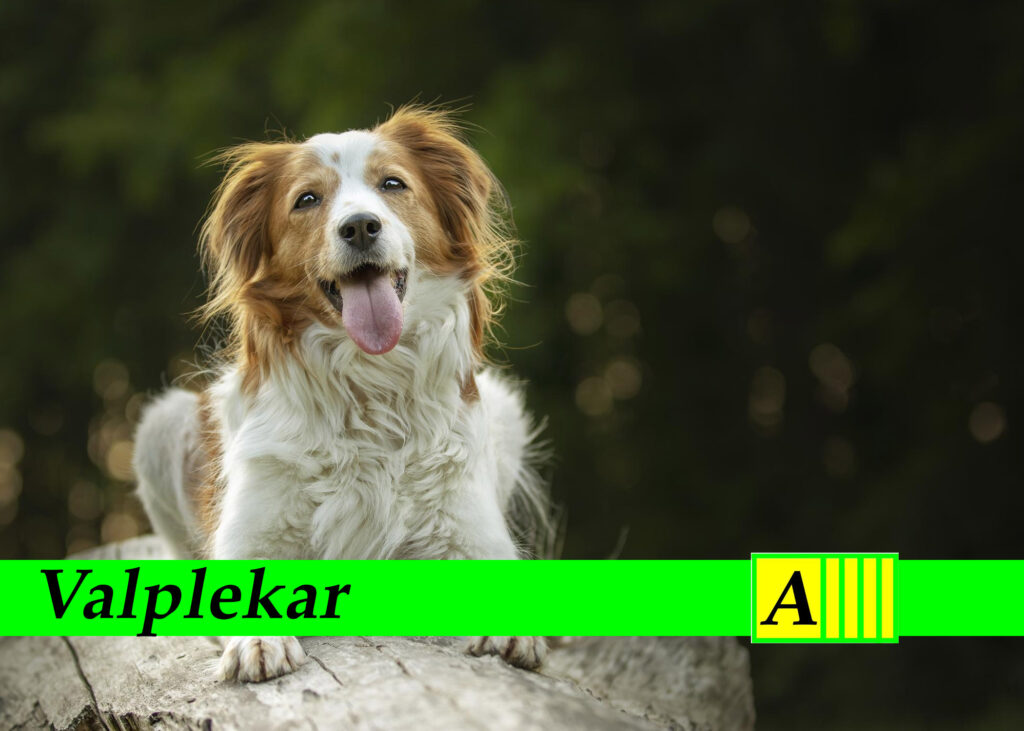 Valplekar