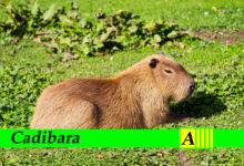 Cadibara