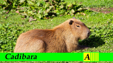 Cadibara
