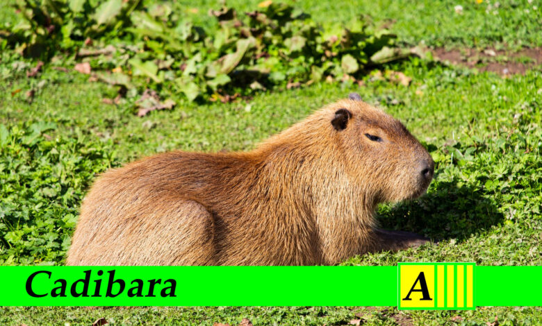 Cadibara