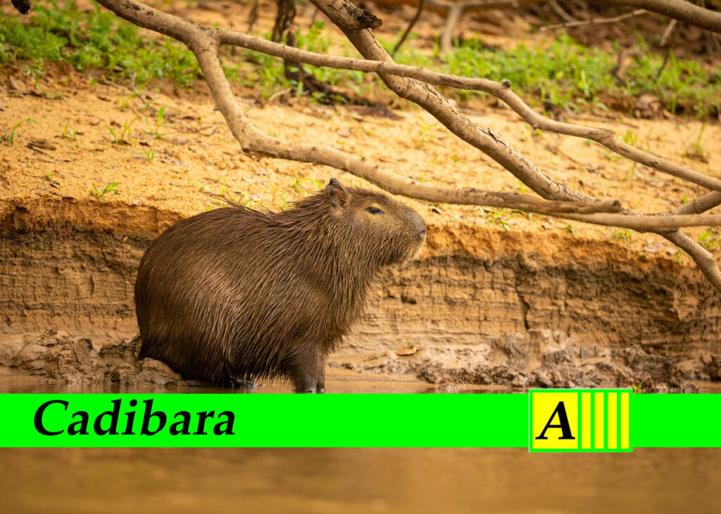 Cadibara