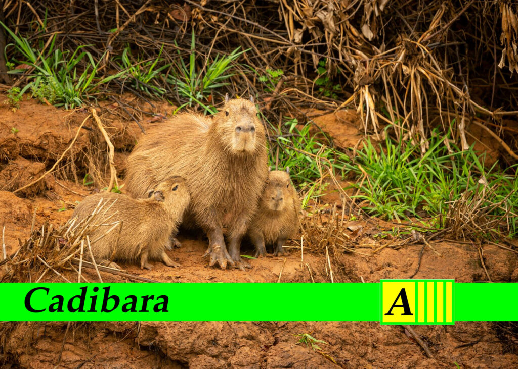 Cadibara