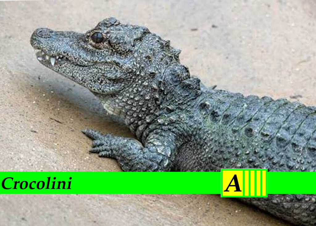 Crocolini