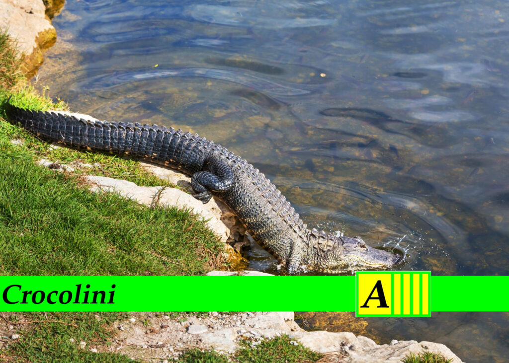 Crocolini